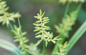 20140812　カヤツリグサの花-2